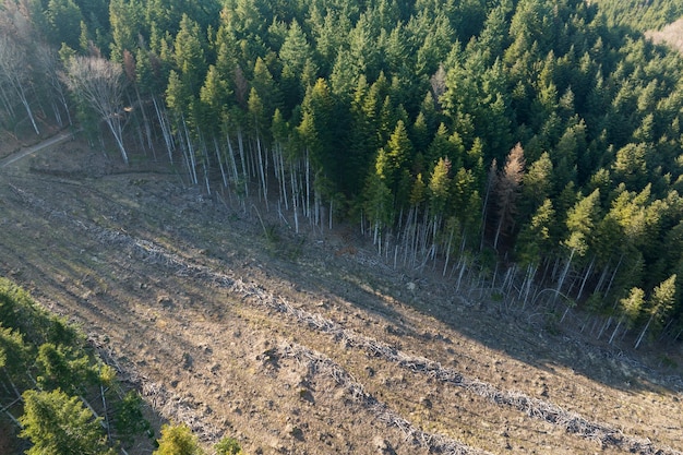 Luchtfoto van dennenbos met een groot gebied van omgehakte bomen als gevolg van de wereldwijde ontbossingsindustrie Schadelijke menselijke invloed op de wereldecologie