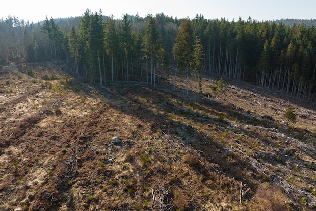 Luchtfoto van dennenbos met een groot gebied van omgehakte bomen als gevolg van de wereldwijde ontbossingsindustrie Schadelijke menselijke invloed op de wereldecologie