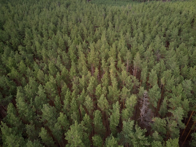 Luchtfoto van dennenbos