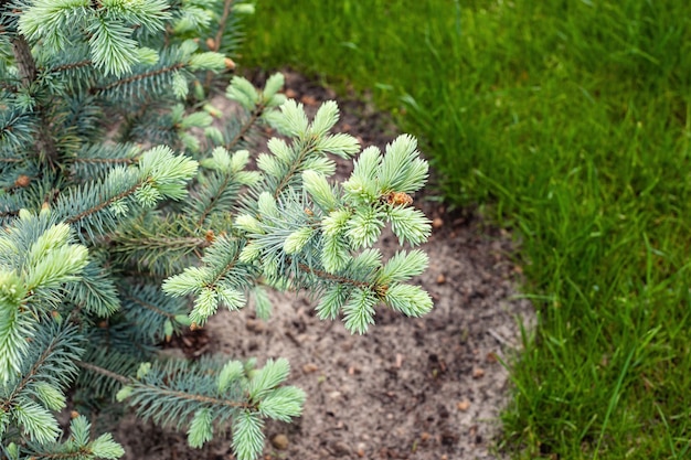 Luchtfoto van dicht groen dennenbos met luifels van sparren en kleurrijk weelderig gebladerte in herfstbergen