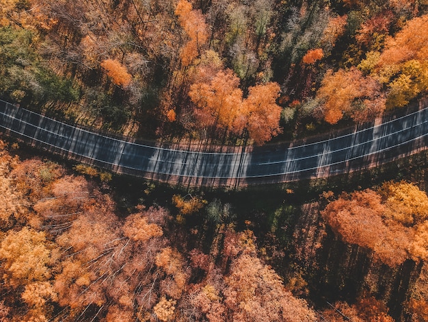 Luchtfoto van dik bos in de herfst met weg doorsnijden. Rusland, St. Petersburg