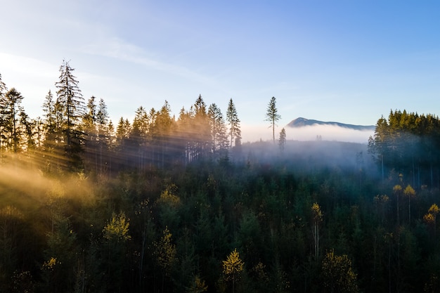 Luchtfoto van donkergroene pijnbomen in sparrenbos met zonsopgangstralen die door takken in mistige herfstbergen glanzen.