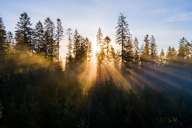 Luchtfoto van donkergroene pijnbomen in sparrenbos met zonsopgangstralen die door takken in mistige herfstbergen glanzen