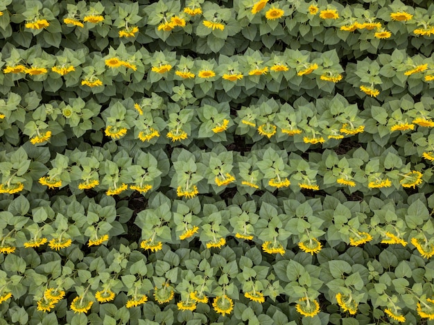 Luchtfoto van drone tot mooi geel veld met zonnebloemen op zomerdag. Natuurlijke bloeiende achtergrond. Bovenaanzicht.