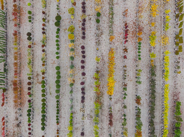 Luchtfoto van een boomkwekerij met geelrode en roodgroene planten op een rij in de herfst Planten in herfstkleuren Elzas Frankrijk Europa