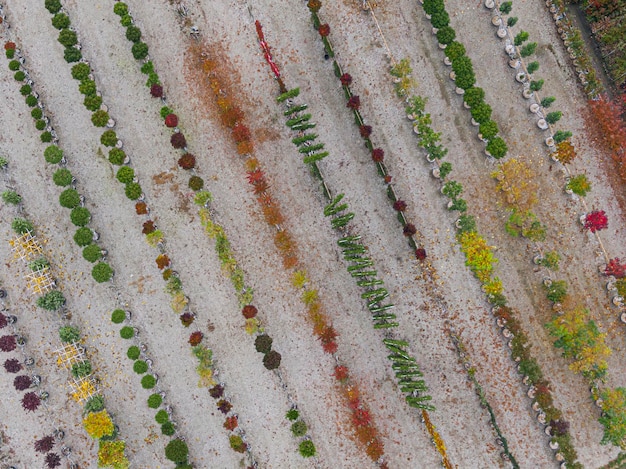 Luchtfoto van een boomkwekerij met geelrode en roodgroene planten op een rij in de herfst Planten in herfstkleuren Elzas Frankrijk Europa