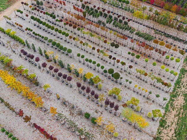 Luchtfoto van een boomkwekerij met geelrode en roodgroene planten op een rij in de herfst Planten in herfstkleuren Elzas Frankrijk Europa