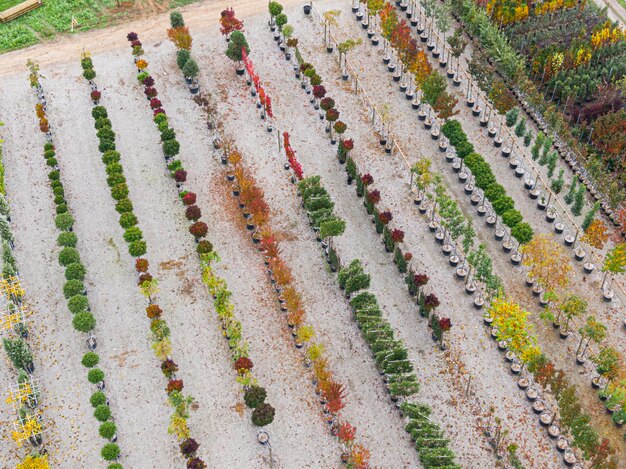 Luchtfoto van een boomkwekerij met geelrode en roodgroene planten op een rij in de herfst Planten in herfstkleuren Elzas Frankrijk Europa