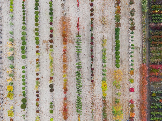 Luchtfoto van een boomkwekerij met geelrode en roodgroene planten op een rij in de herfst Planten in herfstkleuren Elzas Frankrijk Europa