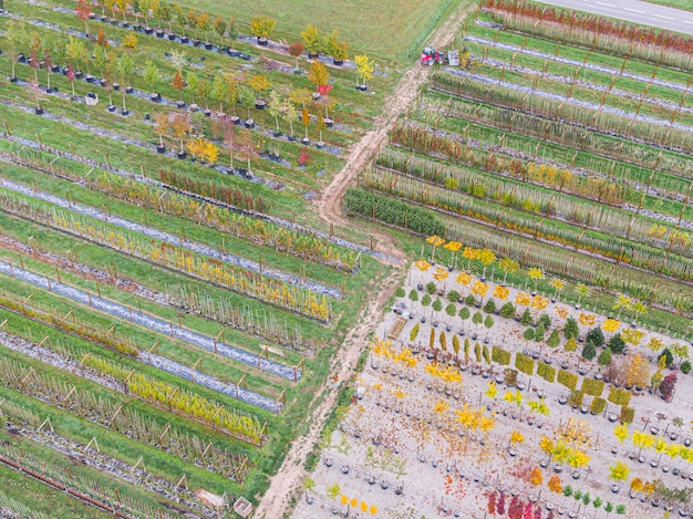 Luchtfoto van een boomkwekerij met geelrode en roodgroene planten op een rij in de herfst Planten in herfstkleuren Elzas Frankrijk Europa