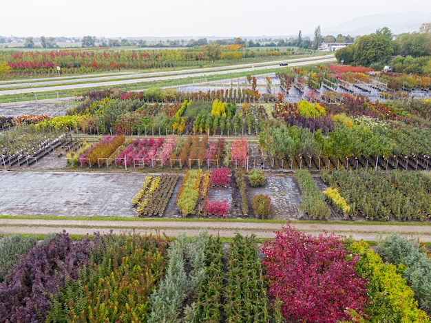 Luchtfoto van een boomkwekerij met geelrode en roodgroene planten op een rij in de herfst Planten in herfstkleuren Elzas Frankrijk Europa