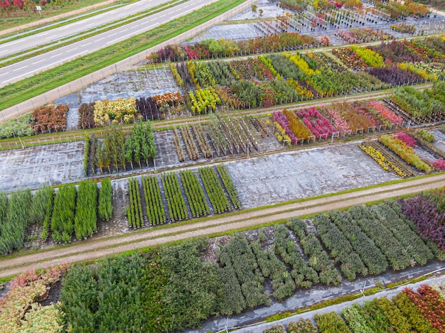 Luchtfoto van een boomkwekerij met geelrode en roodgroene planten op een rij in de herfst Planten in herfstkleuren Elzas Frankrijk Europa