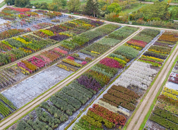 Luchtfoto van een boomkwekerij met geelrode en roodgroene planten op een rij in de herfst Planten in herfstkleuren Elzas Frankrijk Europa