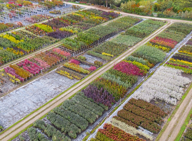 Luchtfoto van een boomkwekerij met geelrode en roodgroene planten op een rij in de herfst Planten in herfstkleuren Elzas Frankrijk Europa