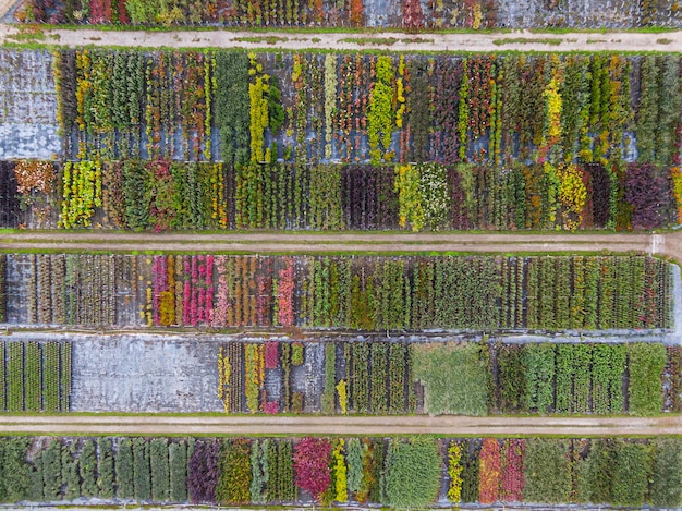 Luchtfoto van een boomkwekerij met geelrode en roodgroene planten op een rij in de herfst Planten in herfstkleuren Elzas Frankrijk Europa