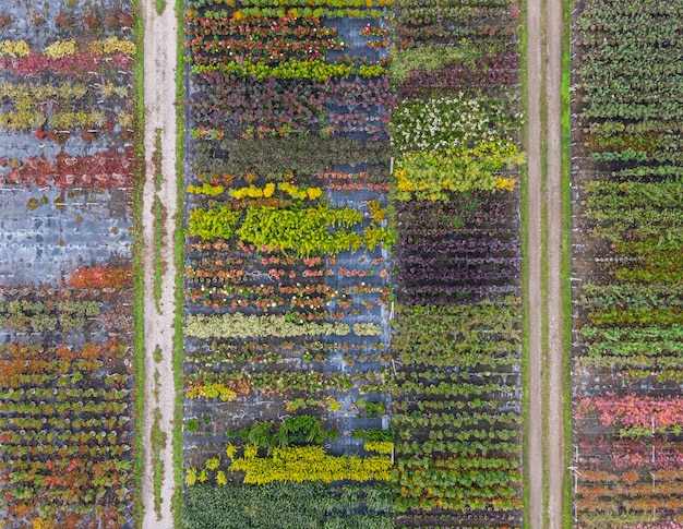 Luchtfoto van een boomkwekerij met geelrode en roodgroene planten op een rij in de herfst Planten in herfstkleuren Elzas Frankrijk Europa