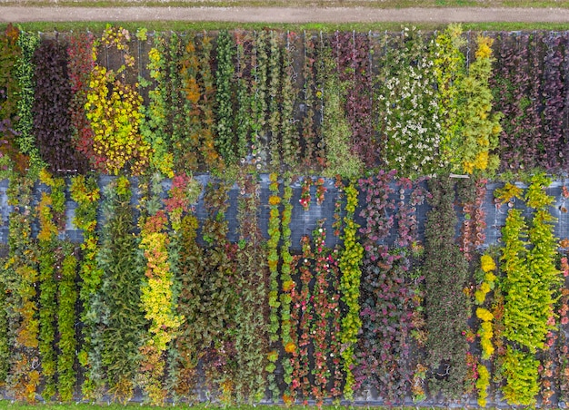 Luchtfoto van een boomkwekerij met geelrode en roodgroene planten op een rij in de herfst Planten in herfstkleuren Elzas Frankrijk Europa