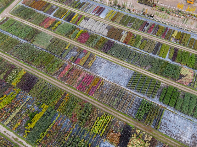 Luchtfoto van een boomkwekerij met geelrode en roodgroene planten op een rij in de herfst Planten in herfstkleuren Elzas Frankrijk Europa