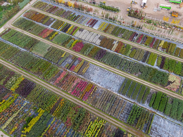 Luchtfoto van een boomkwekerij met geelrode en roodgroene planten op een rij in de herfst Planten in herfstkleuren Elzas Frankrijk Europa