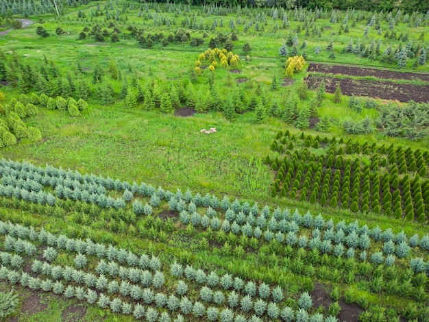 Luchtfoto van een boomkwekerij voor landschapsarchitectuur