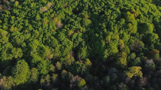 Luchtfoto van een dicht groen bos op een zonnige dag