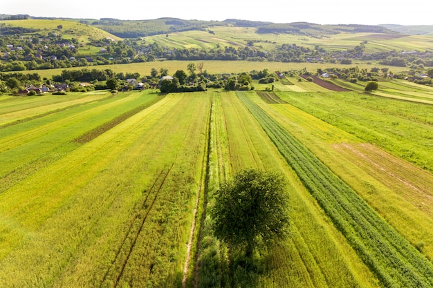 Luchtfoto van een enkele boom groeit eenzaam op groene landbouwgebieden in het voorjaar met verse vegetatie na het zaaien seizoen op een warme zonnige dag.