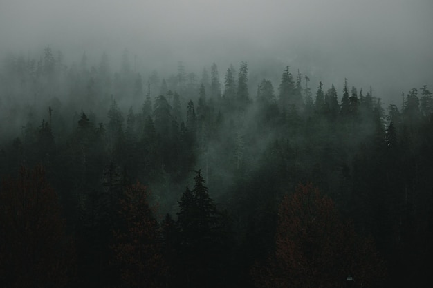 Luchtfoto van een met mist bedekt bos in het noordwesten van de Stille Oceaan