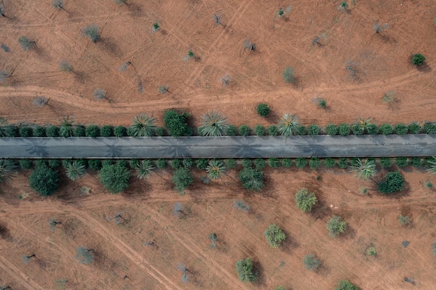 Luchtfoto van een oude weg geflankeerd door palmbomen op het platteland