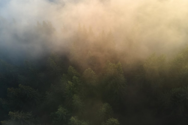 Luchtfoto van een prachtig landschap met lichtstralen die door mistig donker bos met pijnbomen schijnen bij herfstzonsopgang Prachtig wild bos bij dageraad