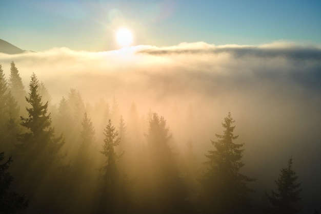 Luchtfoto van een prachtig landschap met mistige donkere bergbosdennenbomen bij herfstzonsopgang prachtig wild bos met stralende lichtstralen bij zonsopgang