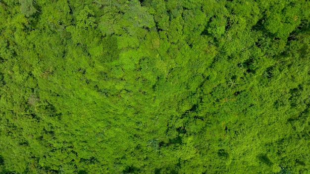 Luchtfoto van een prachtig natuurlijk groen grasveld in het wilde bosbergconcept dat reist en ontspant op vakantietijd