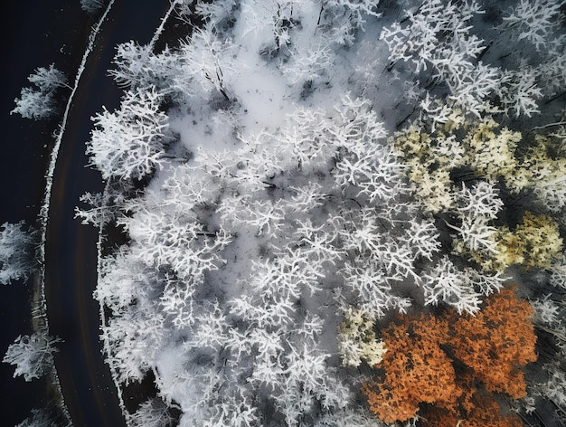 Luchtfoto van een snelweg die door een bos slingert, zowel in de zomer als in de winter