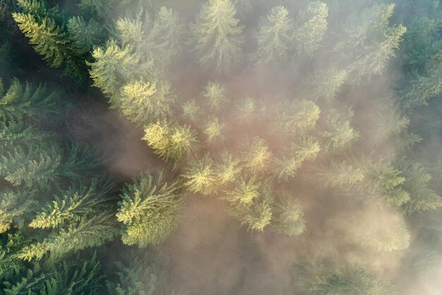 Luchtfoto van fel verlicht met zonlichtstralen mistig donker bos met pijnbomen bij herfstzonsopgang. Verbazend wild bos bij mistige dageraad. Milieu- en natuurbeschermingsconcept