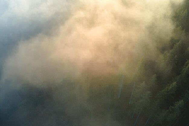 Luchtfoto van fel verlicht met zonlichtstralen mistig donker bos met pijnbomen bij herfstzonsopgang Verbazingwekkend wild bos bij mistige dageraad Milieu- en natuurbeschermingsconcept