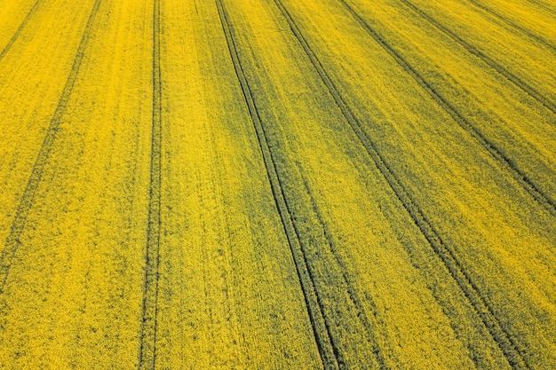 Luchtfoto van geel koolzaad veld. Luchtfoto landbouwvelden.