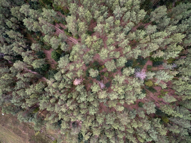 Luchtfoto van groen bos