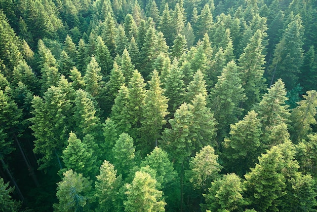 Luchtfoto van groen dennenbos met donkere sparren Noordelijk boslandschap van bovenaf