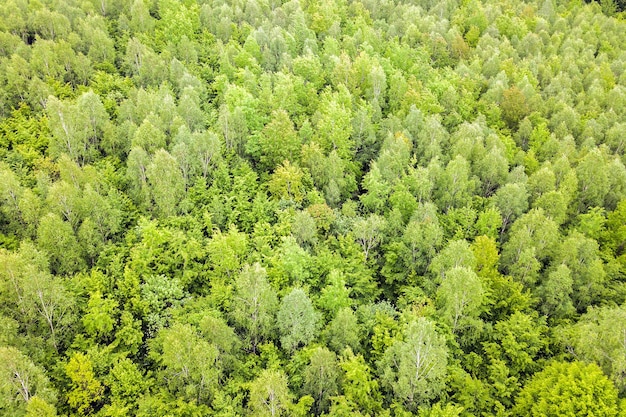 Luchtfoto van groen dennenbos met luifels van sparren in de zomerbergen