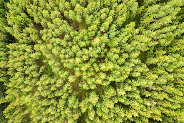 Luchtfoto van groen dennenbos met luifels van sparren in zomerbergen.