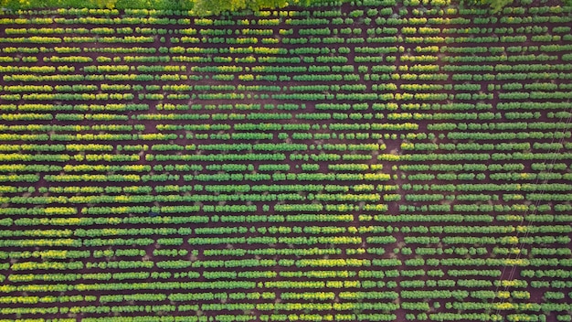 Luchtfoto van groen katoen veld