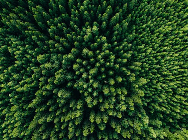 Luchtfoto van groen zomerbos met sparren en pijnbomen in Finland