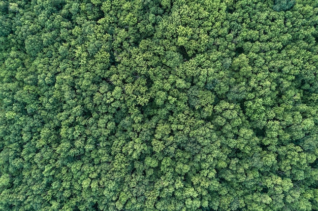 Luchtfoto van groen zomerbos Ð°rom hierboven. Foto genomen met behulp van de helikopter. Bovenaanzicht