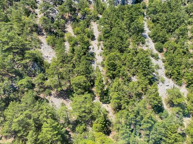 Luchtfoto van groenblijvende bomen boom top textuur Prachtige groene dennenbos top-down drone Forest