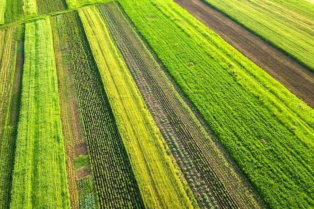 Luchtfoto van groene landbouwgebieden in het voorjaar met verse vegetatie na het zaaien seizoen op een warme zonnige dag.