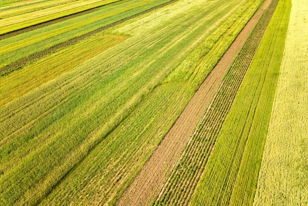 Luchtfoto van groene landbouwvelden in het voorjaar met verse vegetatie na het zaaien seizoen op een warme zonnige dag