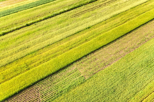 Luchtfoto van groene landbouwvelden in het voorjaar met verse vegetatie na het zaaiseizoen op een warme zonnige dag.