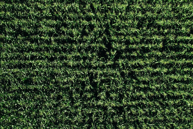 Luchtfoto van groene rijen maïsveld in de zomer Dronefotografie van bovenaf