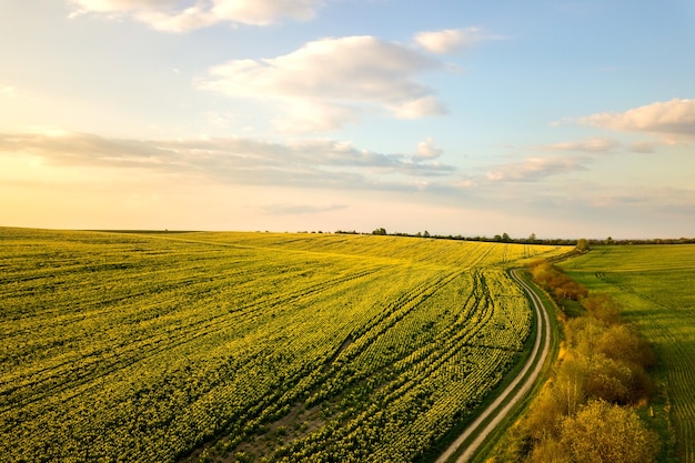 Luchtfoto van heldergroene landbouw boerderij veld met groeiende koolzaad planten en cross country onverharde weg bij zonsondergang