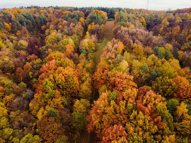 Luchtfoto van herfst bos kleurrijke kopie ruimte