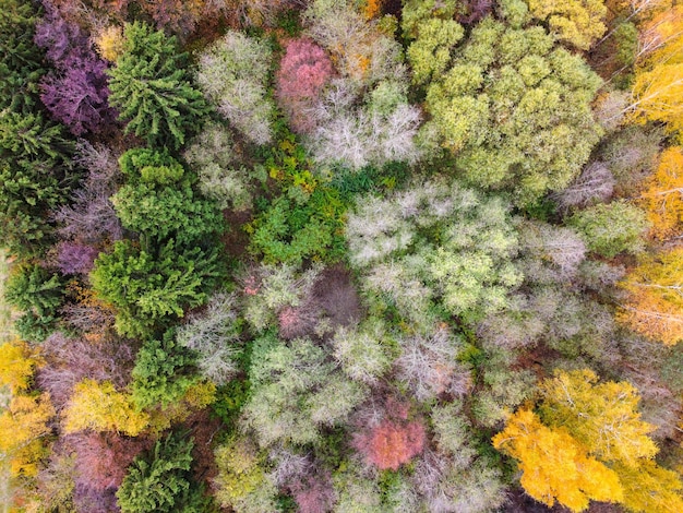 Foto luchtfoto van herfst boslandschap met kleurrijke gele bladeren van de bomen